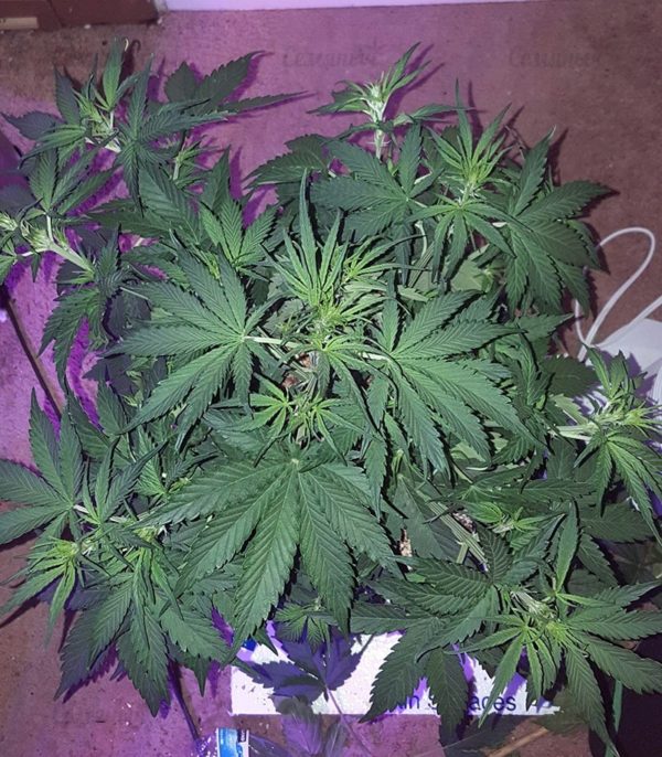Семена сорта OG Kush (Dinafem Seeds) — изображение 7