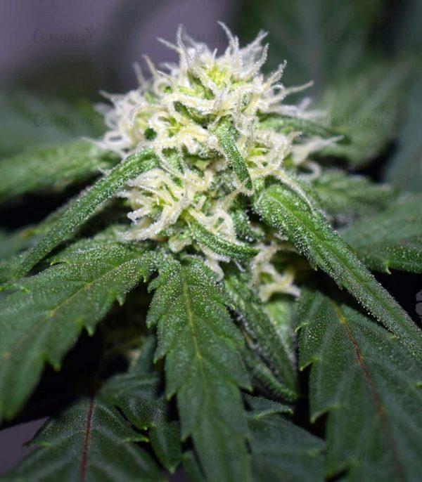 Семена сорта OG Kush (Dinafem Seeds) — изображение 8