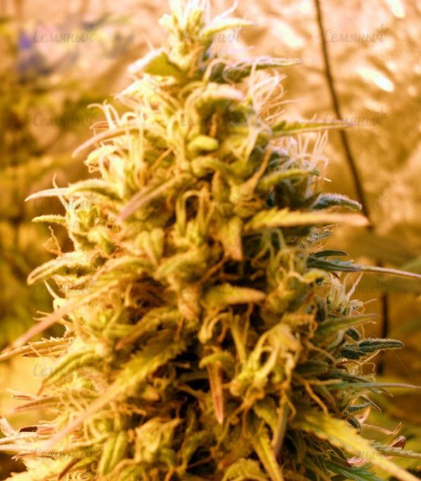 Семена сорта K.O. Kush (Heavyweight Seeds) — изображение 4