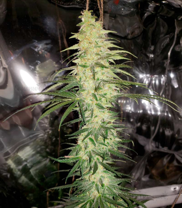 Семена сорта Mong-U-Mental (Dr. Krippling Seeds) — изображение 2