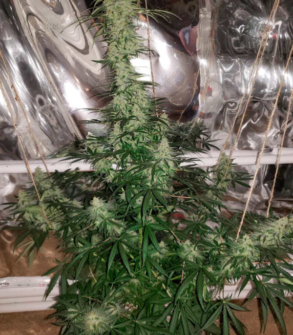Семена сорта Mong-U-Mental (Dr. Krippling Seeds) — изображение 4