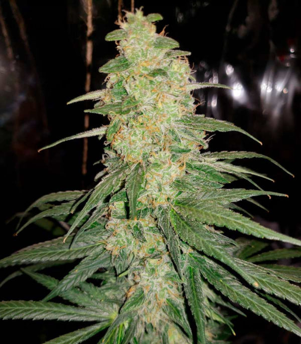 Семена сорта Mong-U-Mental (Dr. Krippling Seeds) — изображение 3