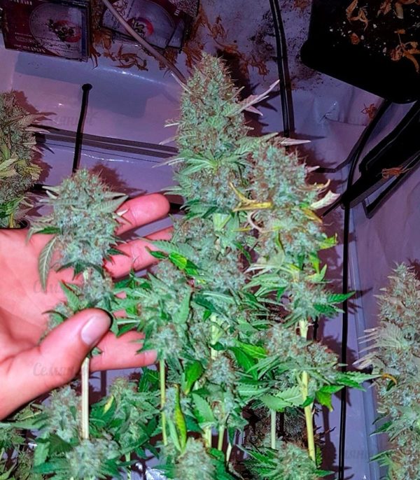Семена сорта G14 Auto (FastBuds) — изображение 4