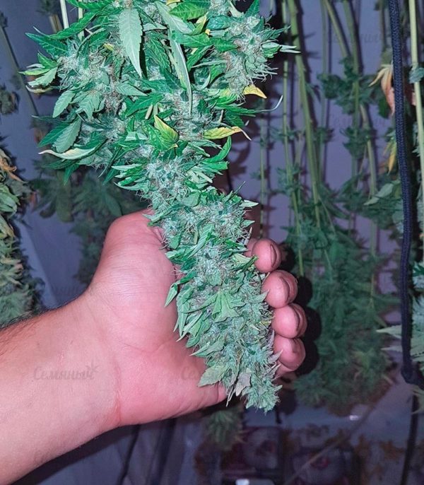 Семена сорта G14 Auto (FastBuds) — изображение 5