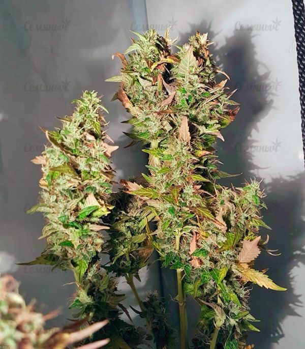 Семена сорта G14 Auto (FastBuds) — изображение 6
