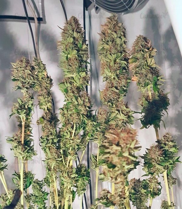 Семена сорта G14 Auto (FastBuds) — изображение 7