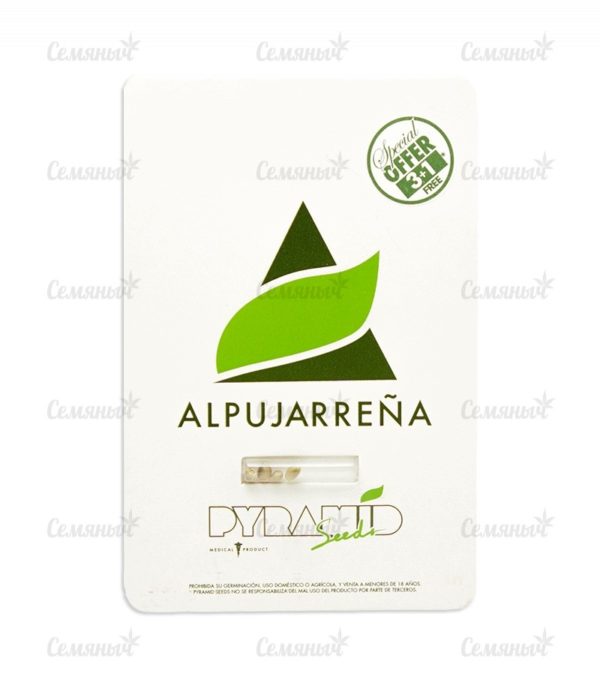 Семена сорта Himalaya Gold (GHS) — изображение 2