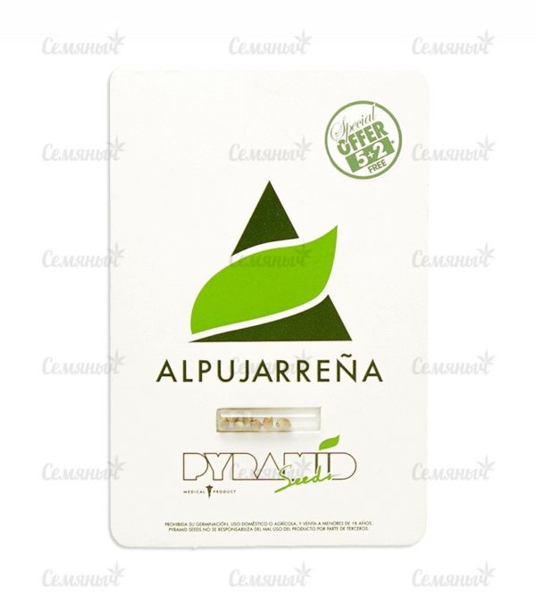 Семена сорта Himalaya Gold (GHS) — изображение 3