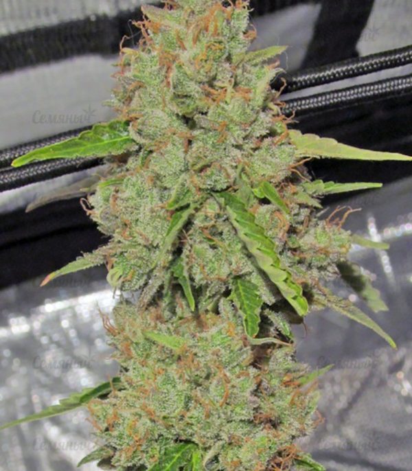 Семена сорта Lemon OG Haze (Nirvana Seeds) — изображение 5