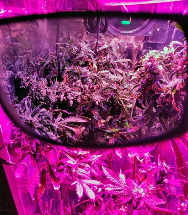 Семена сорта Lemon OG Haze (Nirvana Seeds) — изображение 7