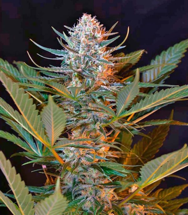 Семена сорта Sativa's Sour Diesel — изображение 6