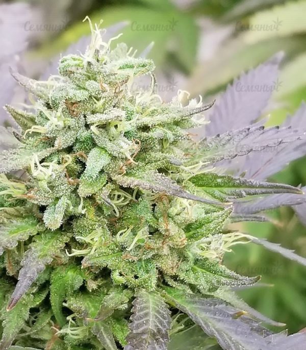 Семена сорта Girl Scout Cookies auto (FastBuds) — изображение 8