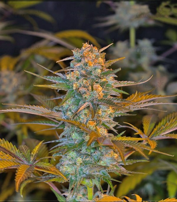 Семена сорта BlackJack (Nirvana Seeds) — изображение 4