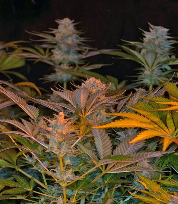 Семена сорта BlackJack (Nirvana Seeds) — изображение 5