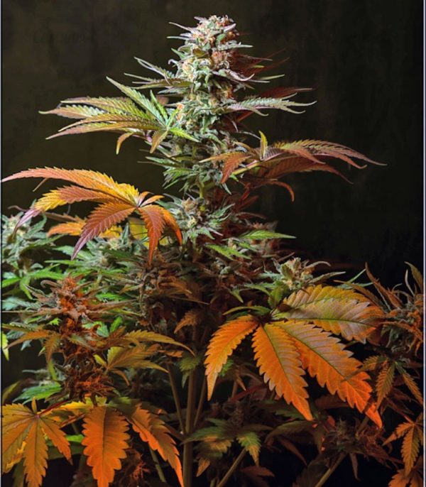 Семена сорта BlackJack (Nirvana Seeds) — изображение 6