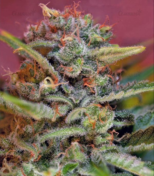 Семена сорта BlackJack (Nirvana Seeds) — изображение 7