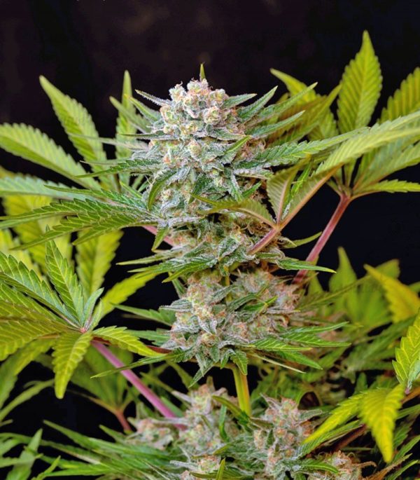 Семена сорта BlackJack (Nirvana Seeds) — изображение 8