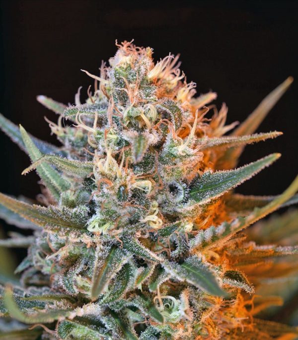 Семена сорта BlackJack (Nirvana Seeds) — изображение 9