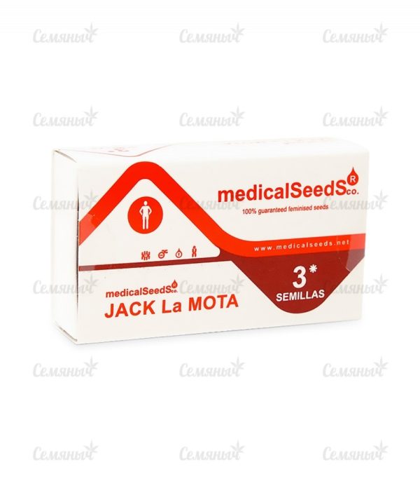 Семена сорта Auto Dark Purple (Delicious Seeds) — изображение 2