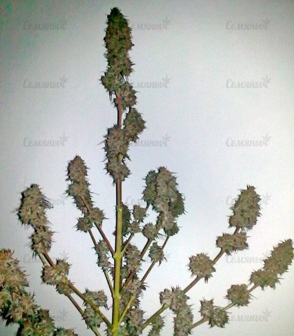 Семена сорта La Diva (Delicious Seeds) — изображение 6