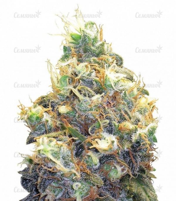 Семена сорта Delicious Candy Auto (Delicious Seeds)