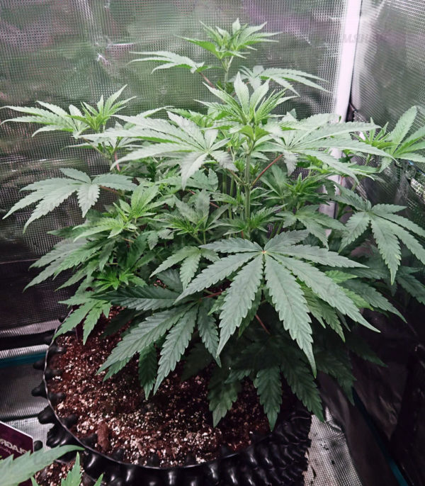Семена сорта Wedding Cheesecake Auto fem (FastBuds) — изображение 2