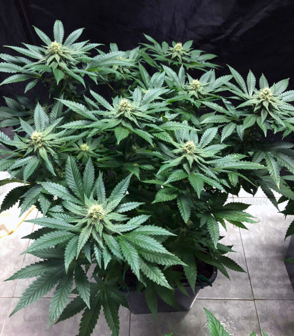 Семена сорта Wedding Cheesecake Auto fem (FastBuds) — изображение 5