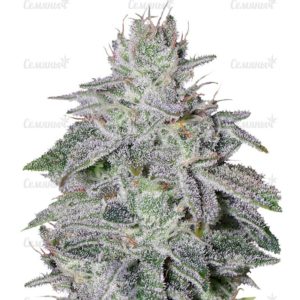 Семена сорта Fruit Punch (Heavyweight Seeds)
