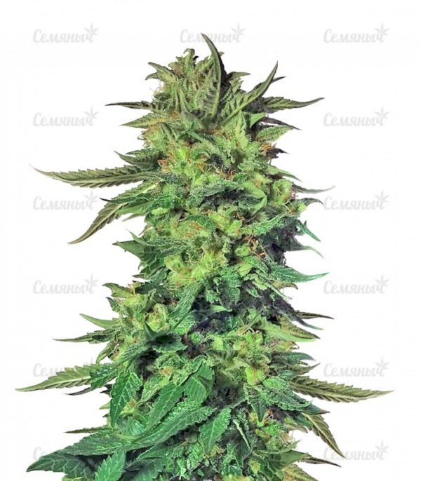 Семена сорта Golosa (Delicious Seeds)