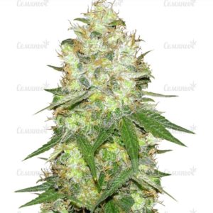Семена сорта Green Crack auto (FastBuds)