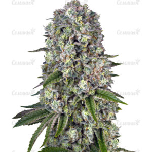 Семена сорта The Incredible Bulk (Dr. Krippling Seeds)