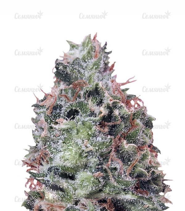 Семена сорта Lucid Bolt (Paradise Seeds)
