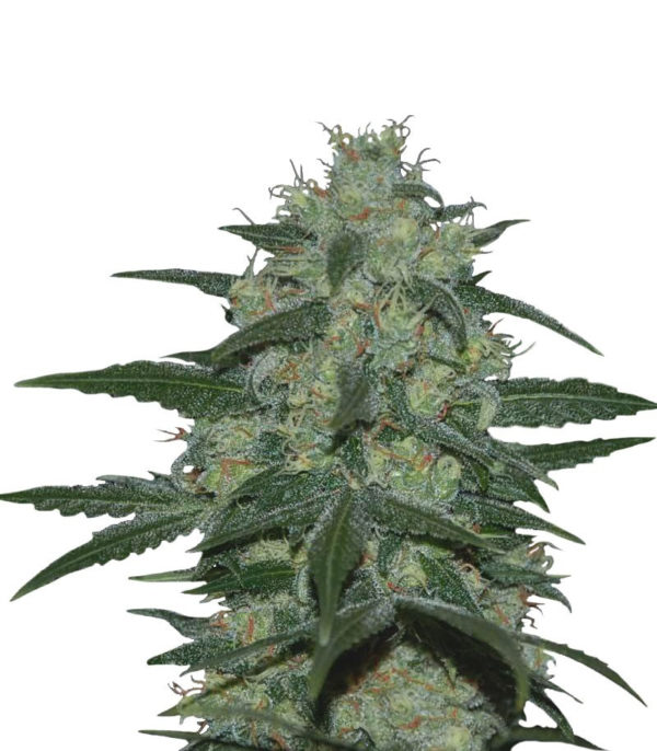 Семена сорта Pakistan Valley Reg (World Of Seeds)