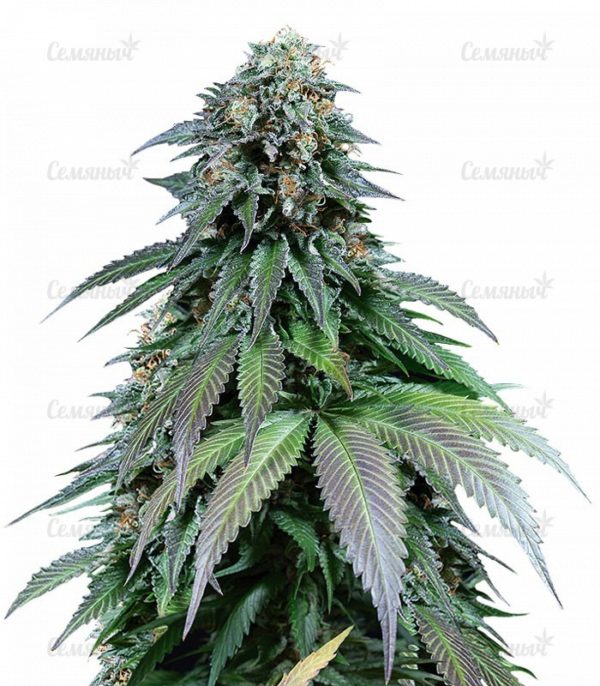Семена сорта Appleberry (Sumo Seeds)