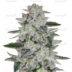 Семена сорта Sugar Candy (Delicious Seeds)