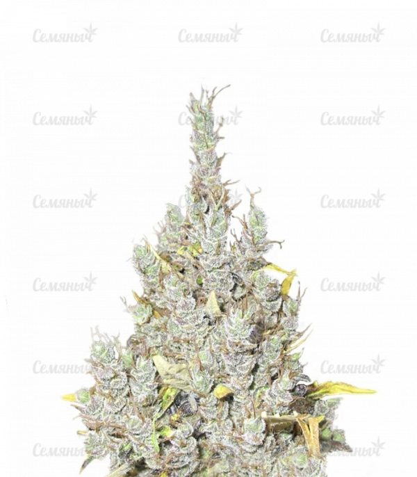 Семена сорта Blue Auto Mazar (Dutch Passion)