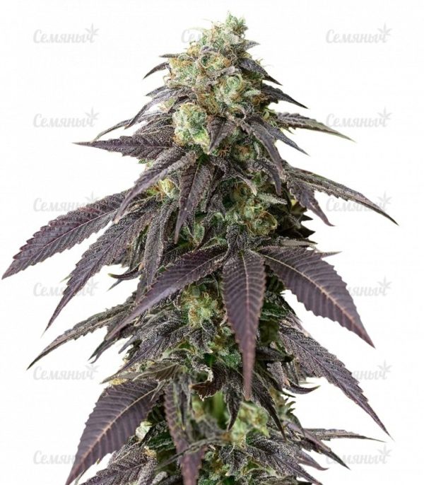Семена сорта Lemon Cake (Heavyweight Seeds)