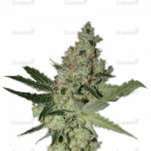Семена сорта G14 Auto (FastBuds)