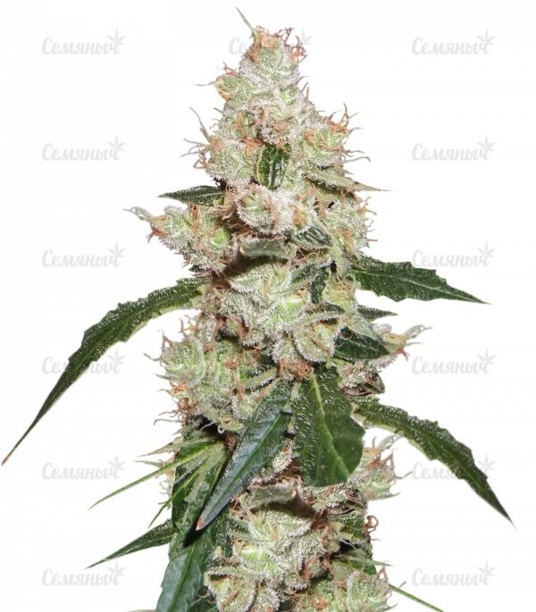 Семена сорта Auto Galaxy (Pyramid Seeds)