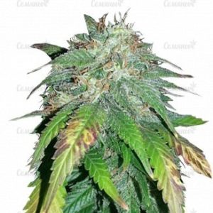 Семена сорта Himalaya Gold (GHS)