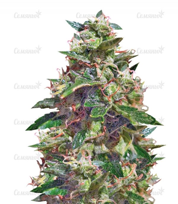 Семена сорта Ramses (Pyramid Seeds)