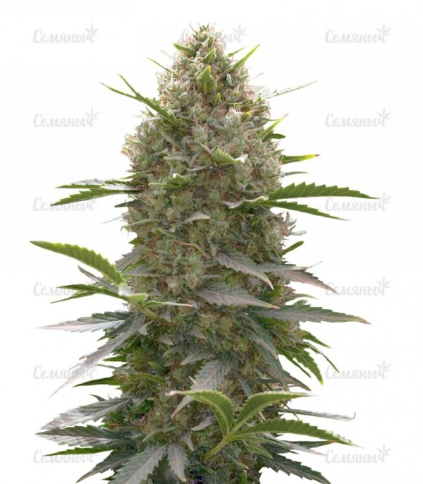 Семена сорта Kush-N-Cheese Autoflowering (Dinafem Seeds)