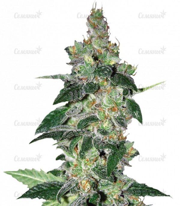 Семена сорта Anesthesia (Pyramid Seeds)