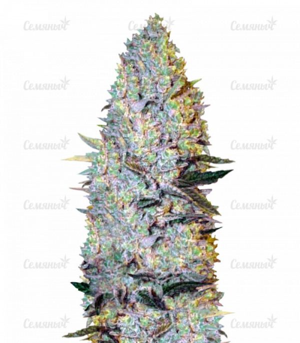 Семена сорта Auto Xtreme (Dutch Passion)