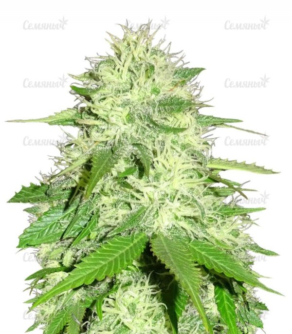 Семена сорта Strawberry Cake (Heavyweight Seeds)