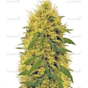 Семена сорта Auto Bubble (Female Seeds)