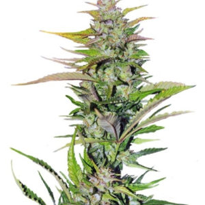 Семена сорта Black Jack F1 Fast Version (Sweet Seeds)
