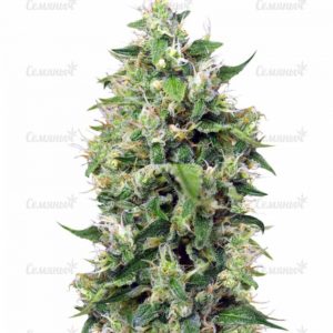Семена сорта Maxi Haze auto