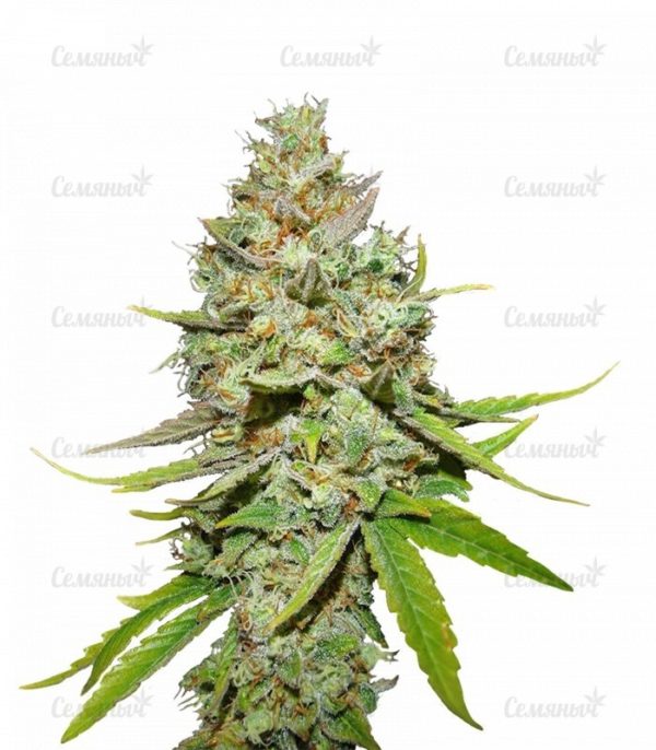 Семена сорта Arjan's Haze #3 (GHS)