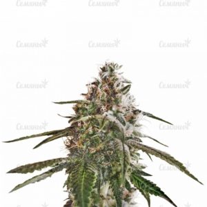 Семена сорта Extreme Impact Auto (Heavyweight Seeds)